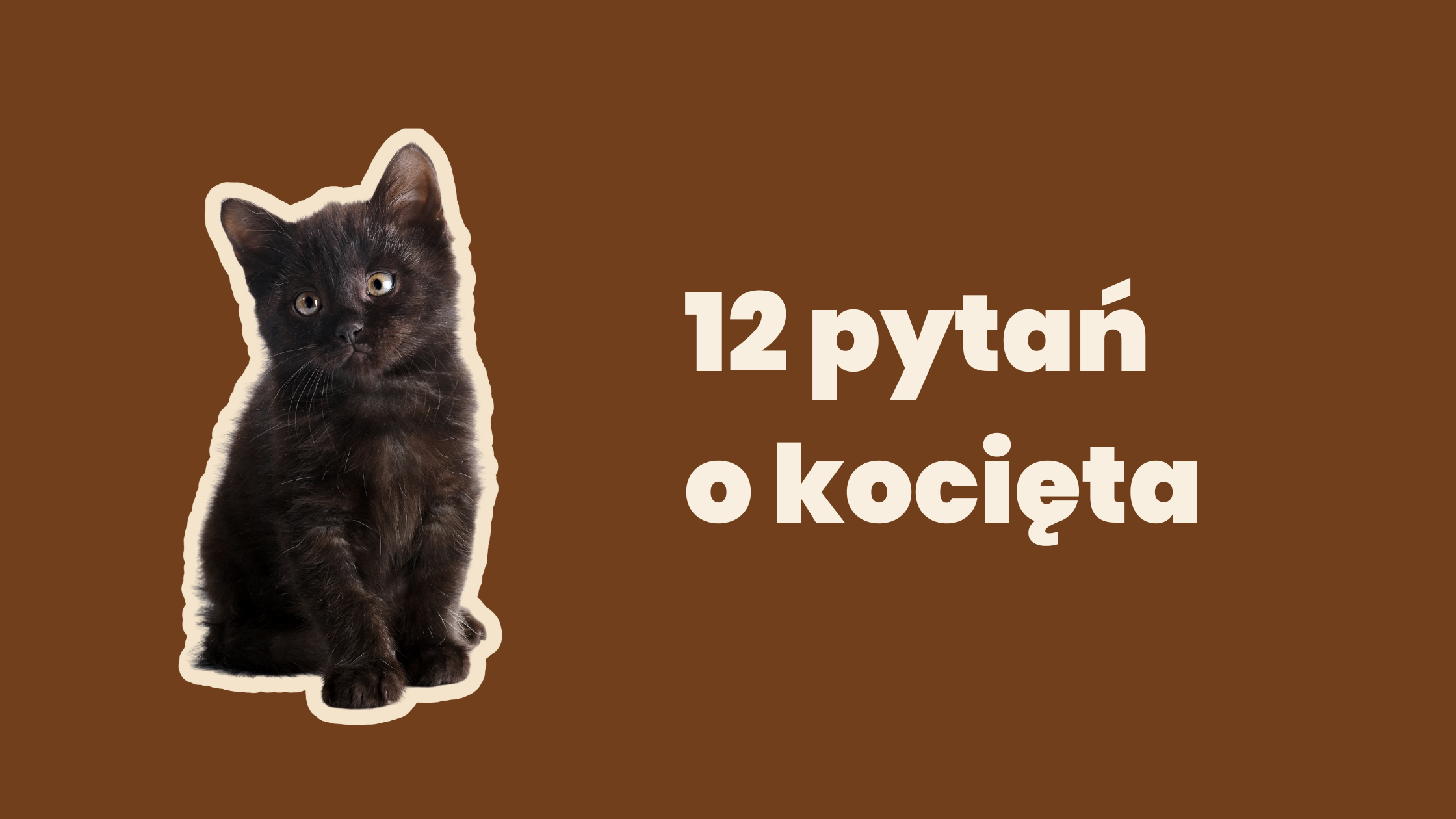 Gdy na świecie pojawia się kot: 12 pytań o kocięta