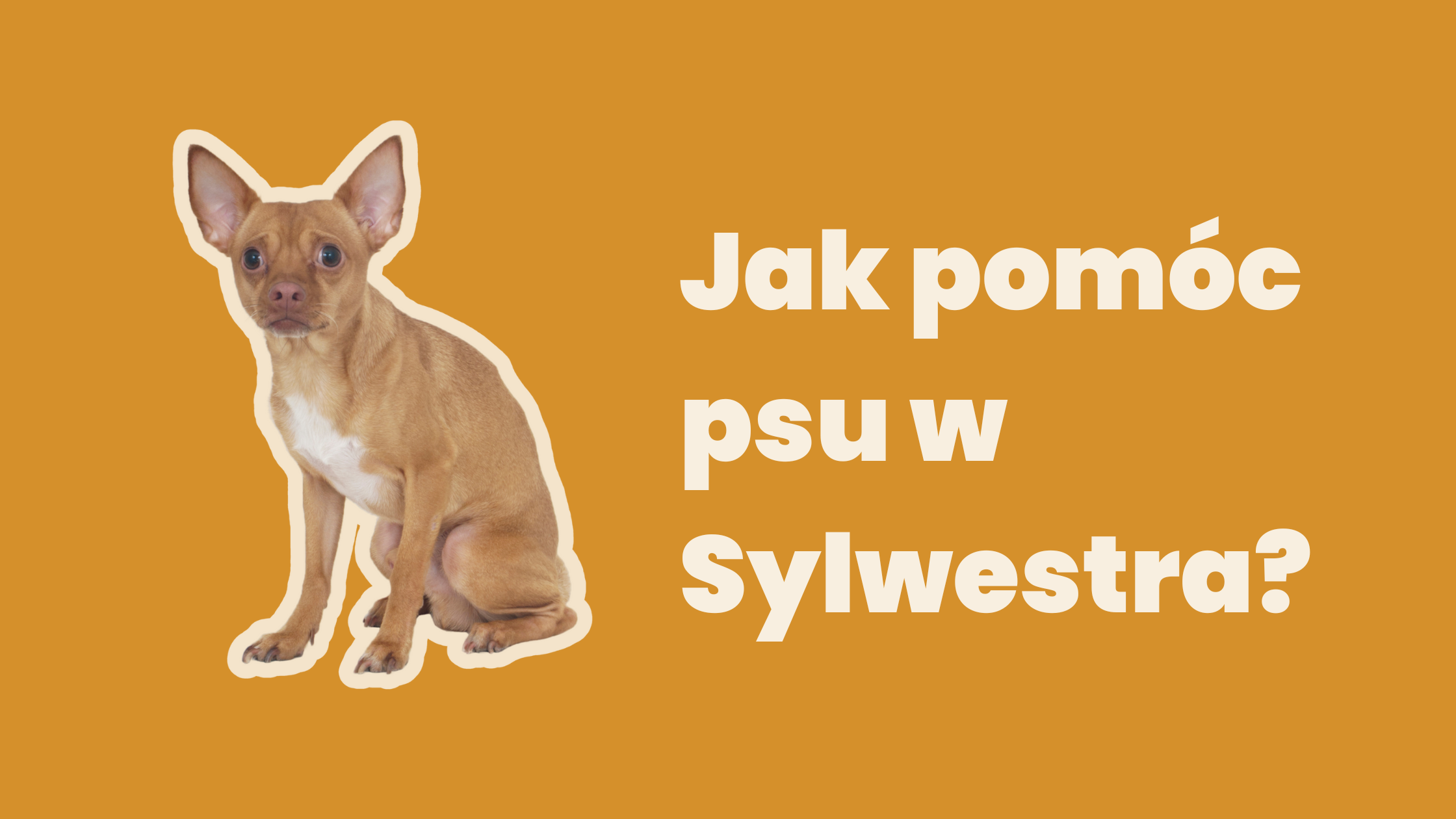 Jak pomóc psu w Sylwestra?