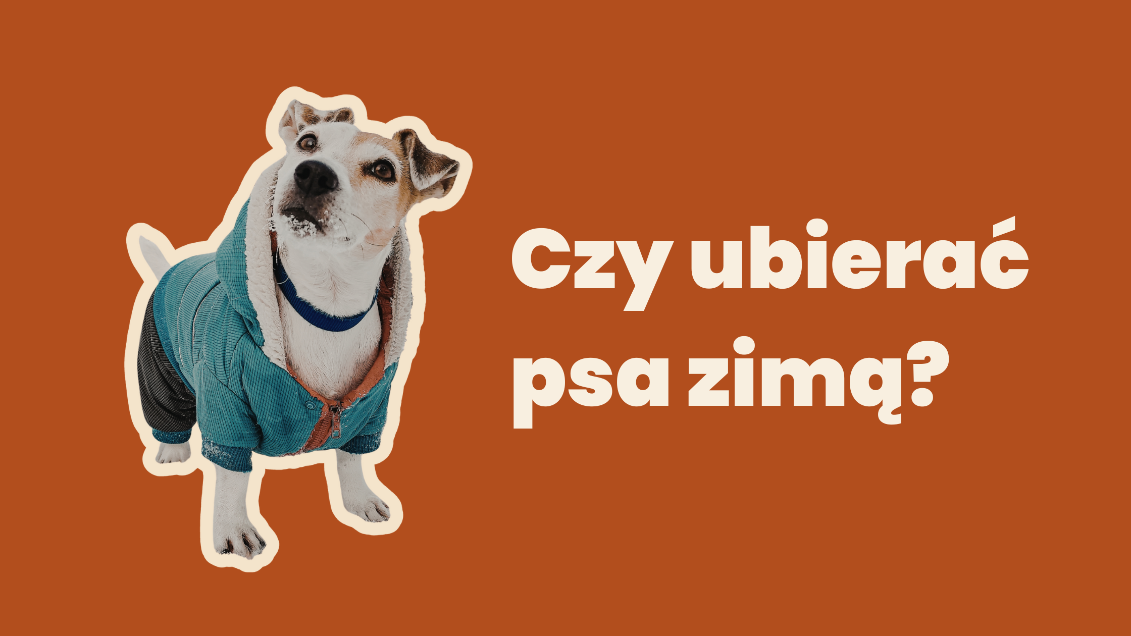Czy ubierać psa zimą? O temperaturze, deszczu i rozsądku