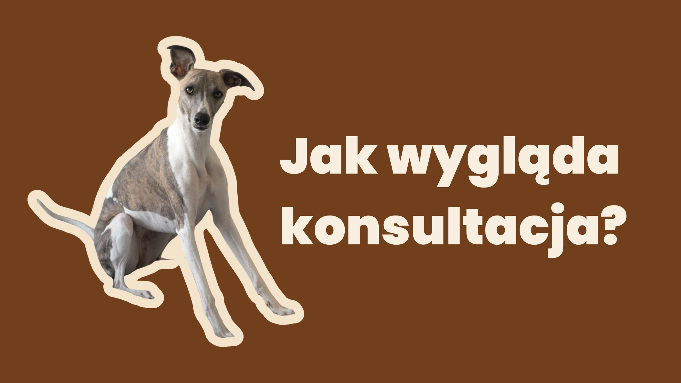 Jak wygląda konsultacja behawioralna?