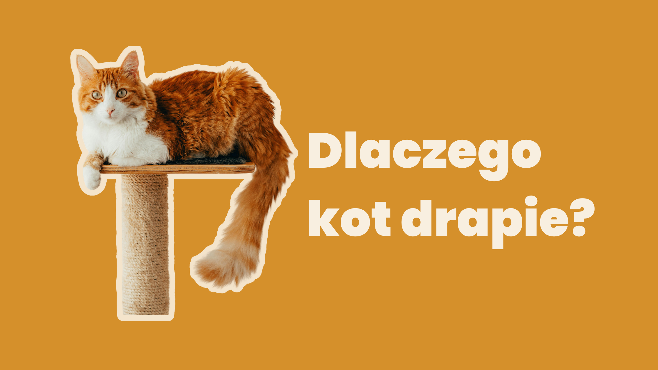 Dlaczego kot drapie?