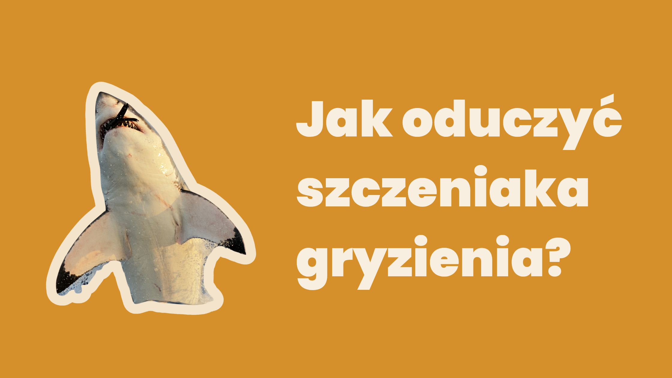 Jak oduczyć szczeniaka gryzienia? Gdy szczenię zmienia się w rekina